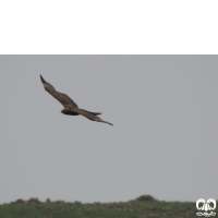 گونه سارگپه استپی Common Buzzard